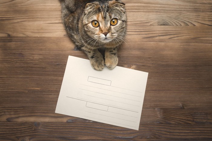 猫と紙