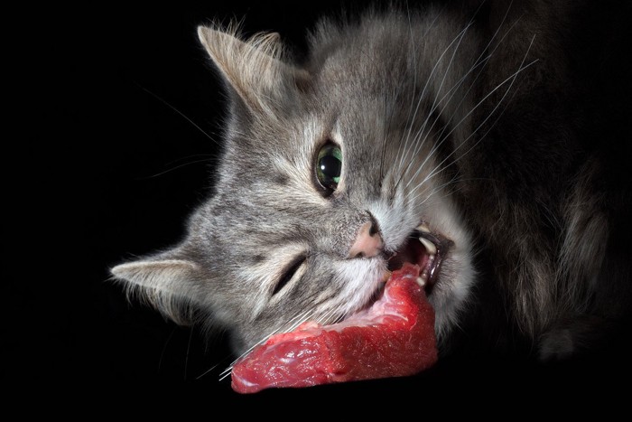 肉を食べている猫