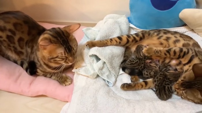 子猫と母猫と父猫