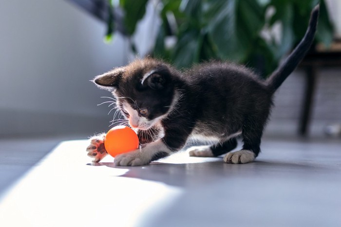 オレンジ色のボールで遊ぶ子猫