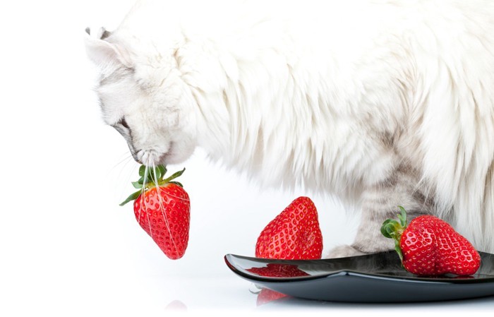 イチゴを咥える猫