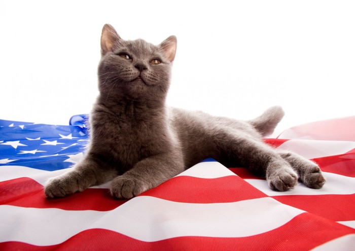 アメリカ国旗と猫