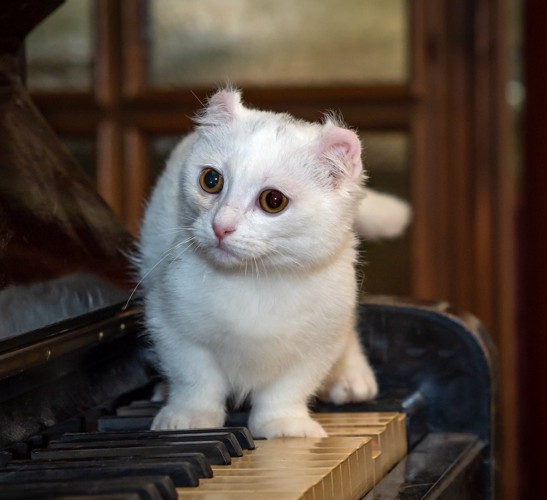 ピアノの上の子猫