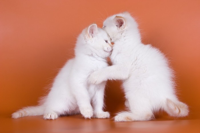 二匹の白猫
