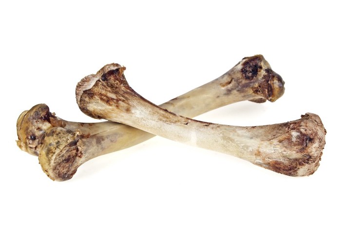 鳥の骨