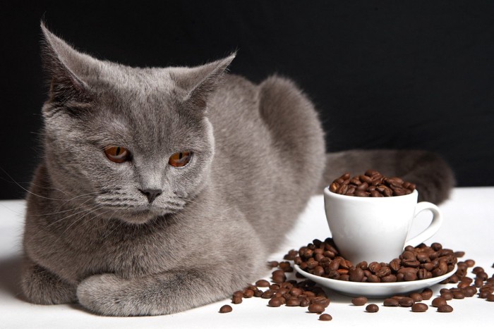 猫とコーヒー豆