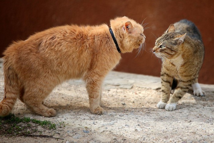 けんかをする猫二匹