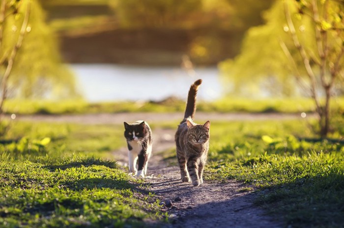 並んで歩く2匹の猫