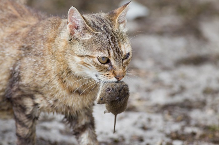 ネズミを捕る猫