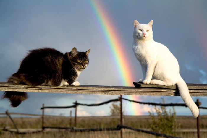 虹の橋の猫たち