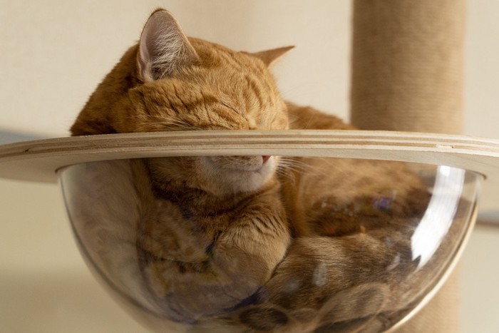透明ボウルの中で寝る猫