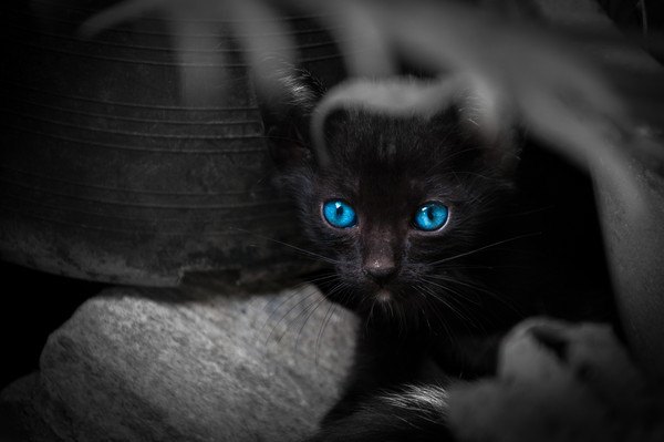 青い目の黒猫