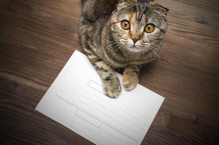 紙の上に手を置いて見上げる猫