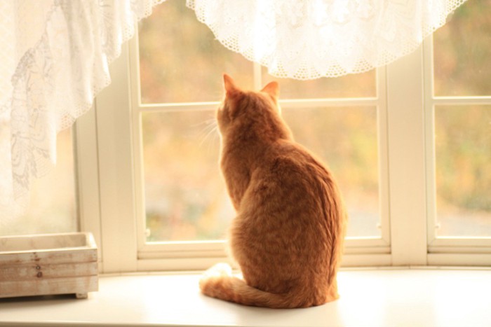 退屈そうに窓の外を見つめる猫