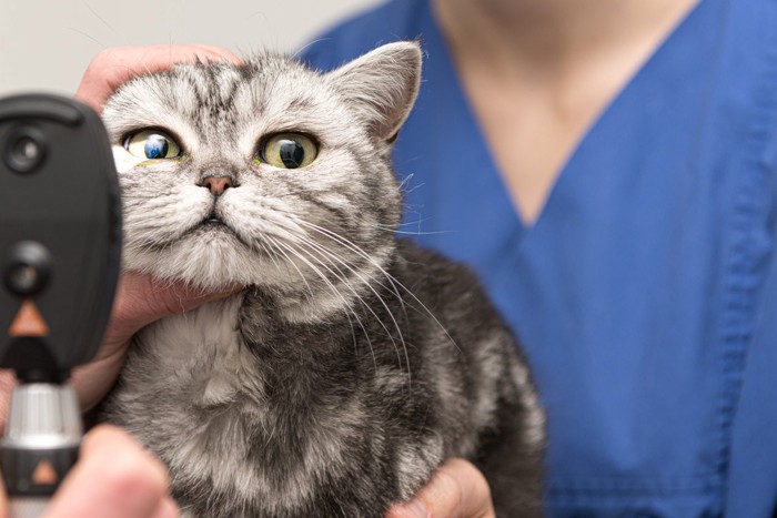 動物病院で目をチェックされる猫