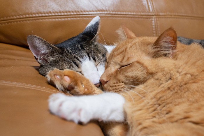 仲良く眠るキジブチ猫と茶猫