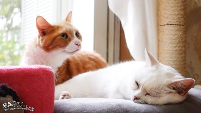 寝てる白猫と上を見る茶白猫