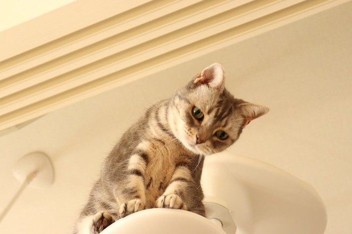 タワーの上から見下ろす猫