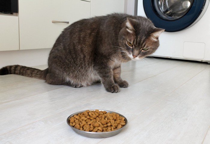 カリカリ皿を見つめる猫
