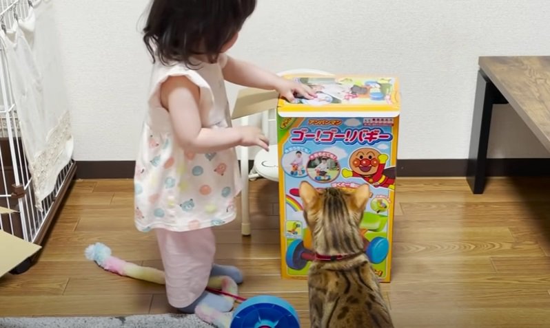 女の子と猫と箱