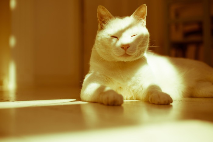 日向ぼっこして寝る猫
