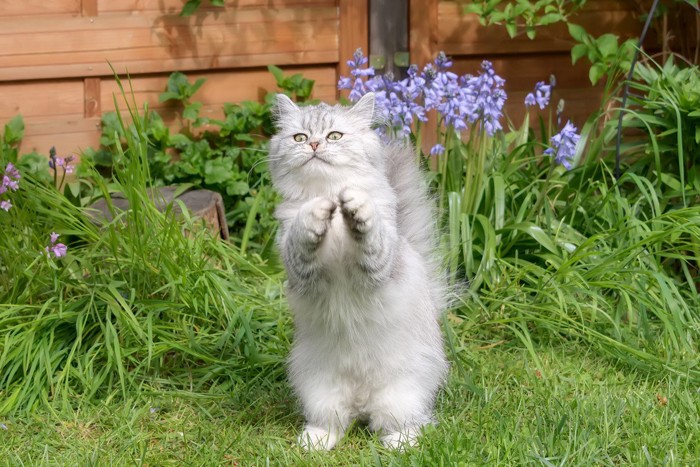 庭でお祈りポーズをする猫