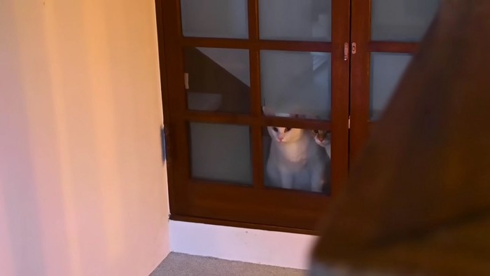 扉から覗いている猫2匹