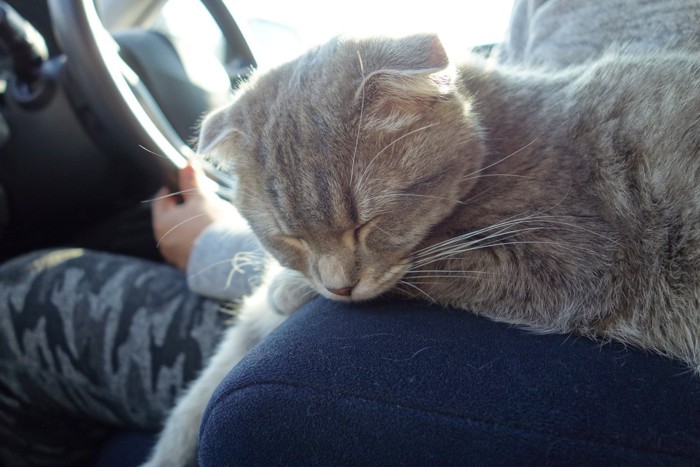 車内で居眠りする猫