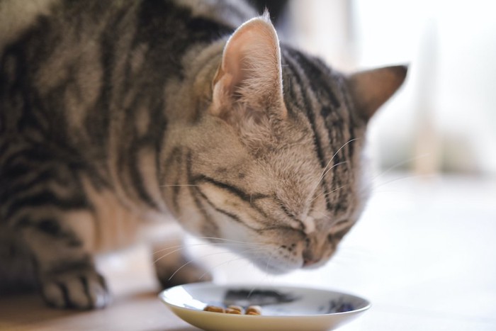 お皿に入ったドライフードを食べる猫