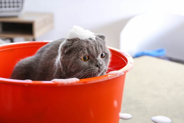 洗面器に入る泡がついた猫