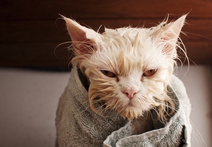 濡れてタオルにくるまった猫