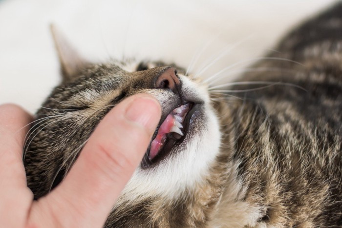 猫の歯茎を見る人の手