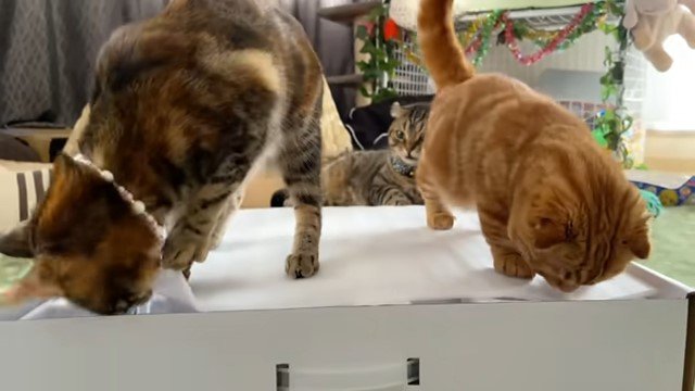 箱の上に乗る2匹の猫