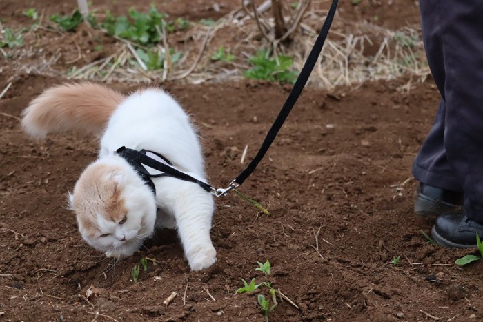 穴を掘る猫