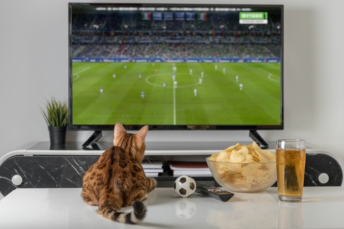 サッカー観戦中の猫