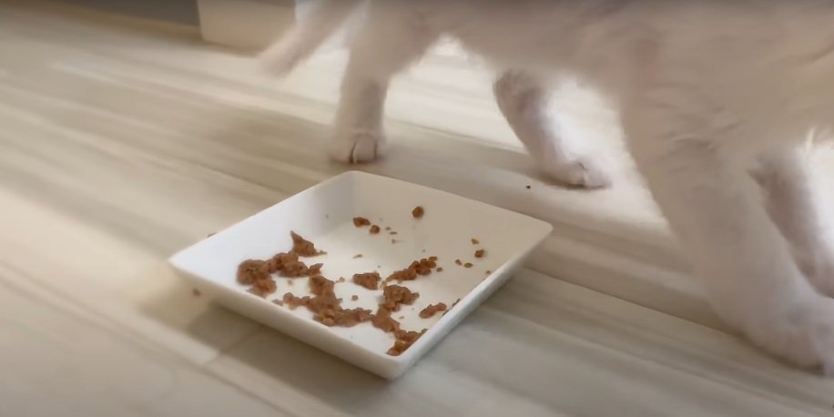お皿から離れる子猫