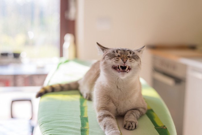 歯を見せる猫
