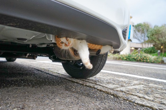 車の底部に入り込む猫