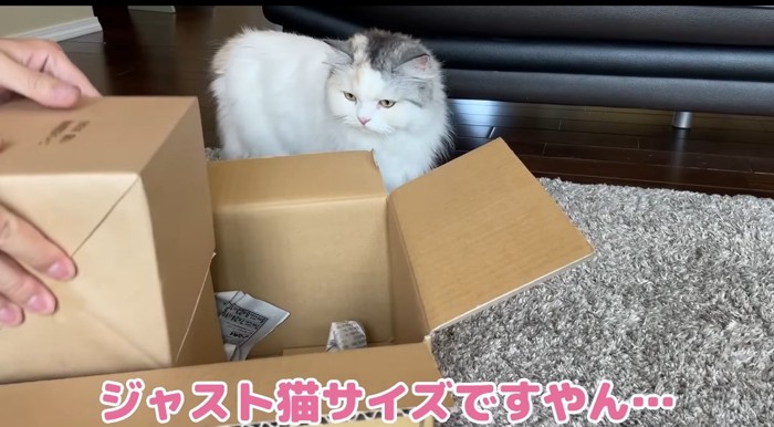箱を覗く猫