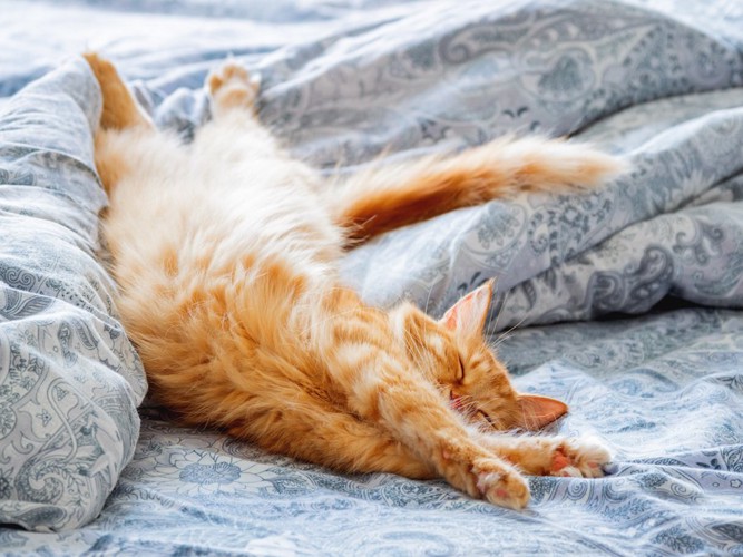 布団の上で体を伸ばして眠る猫