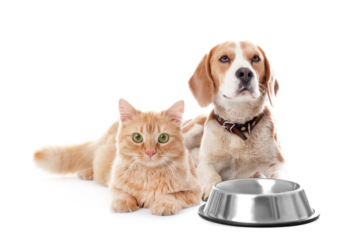 食器を前に座る猫と犬
