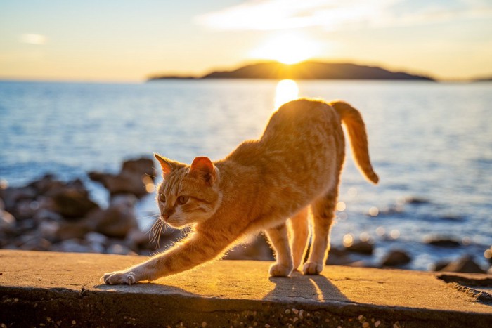 夕日の海岸で伸びをする猫