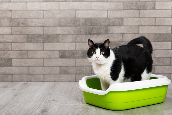 緑色のトイレからこちらを見る猫