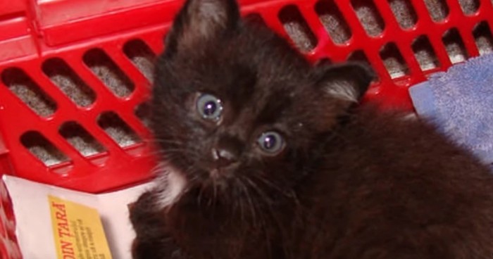 赤い買い物カゴの中に黒い子猫