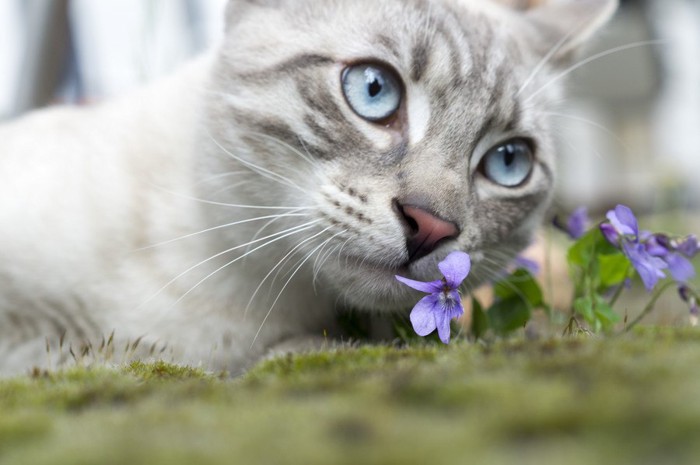 紫の花と猫