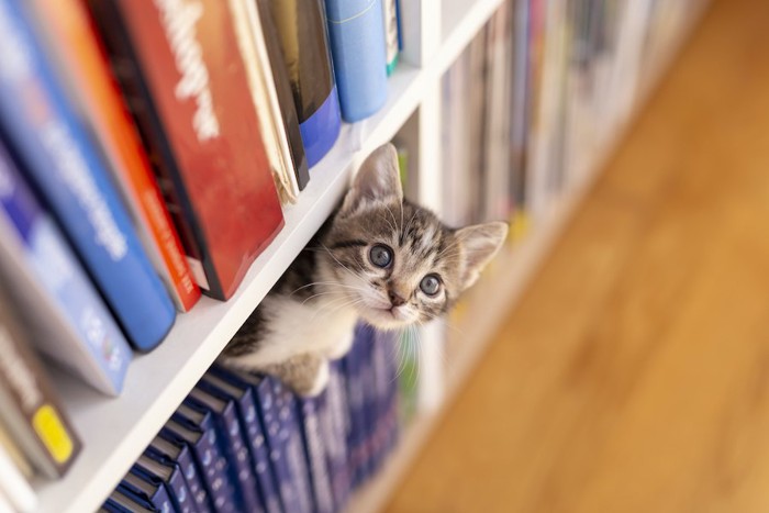 本棚に入って顔を出す子猫