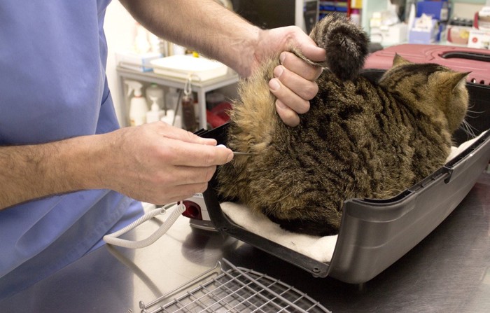 猫の肛門に温度計を当てる獣医