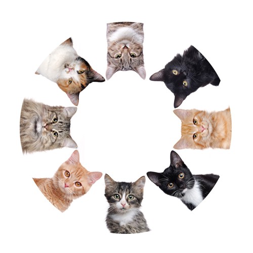 さまざまな種類の猫の輪