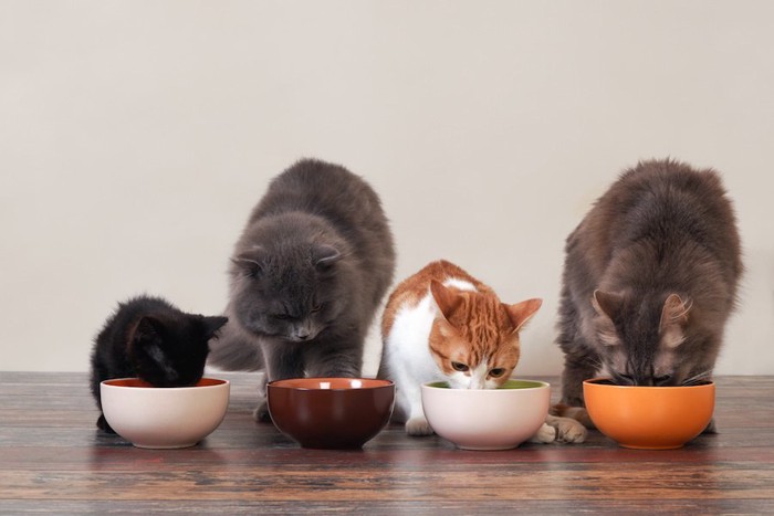並んでご飯を食べる4匹の猫