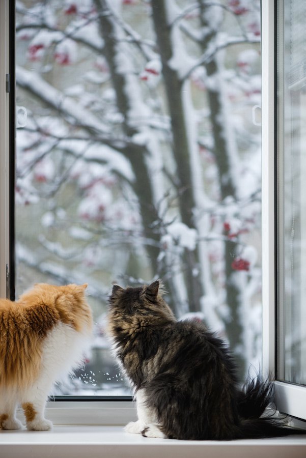 雪景色を見る二匹のペルシャの後ろ姿
